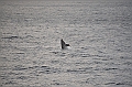 120_USA_Alaska_Unalaska_Island_Humpback_Whale
