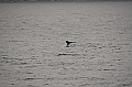 122_USA_Alaska_Unalaska_Island_Humpback_Whale