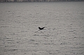123_USA_Alaska_Unalaska_Island_Humpback_Whale