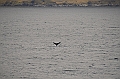 124_USA_Alaska_Unalaska_Island_Humpback_Whale