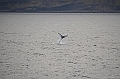 125_USA_Alaska_Unalaska_Island_Humpback_Whale