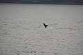 126_USA_Alaska_Unalaska_Island_Humpback_Whale