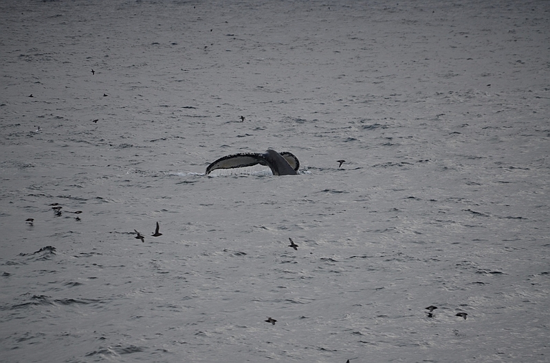 133_Arctic_Russia_Chukchi_Sea_Humpback_Whale.JPG