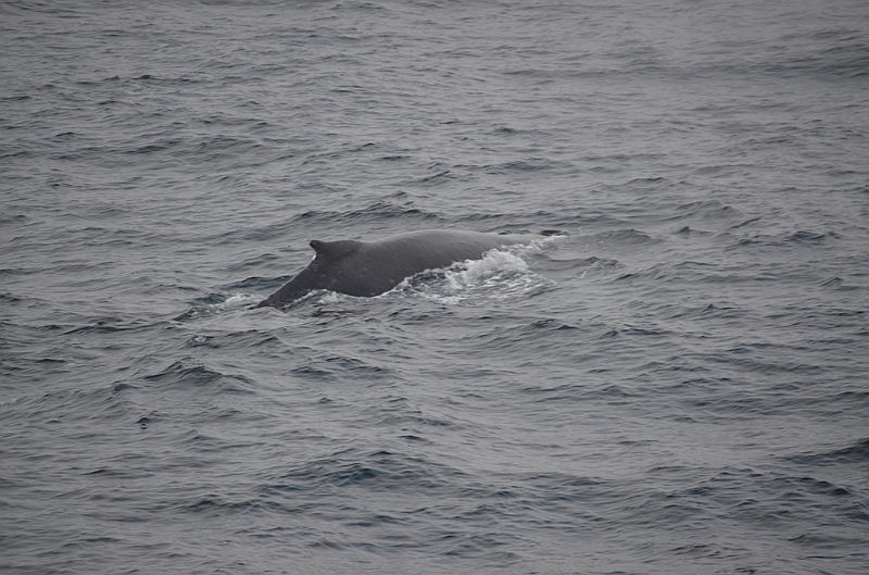 136_Arctic_Russia_Chukchi_Sea_Humpback_Whale.JPG