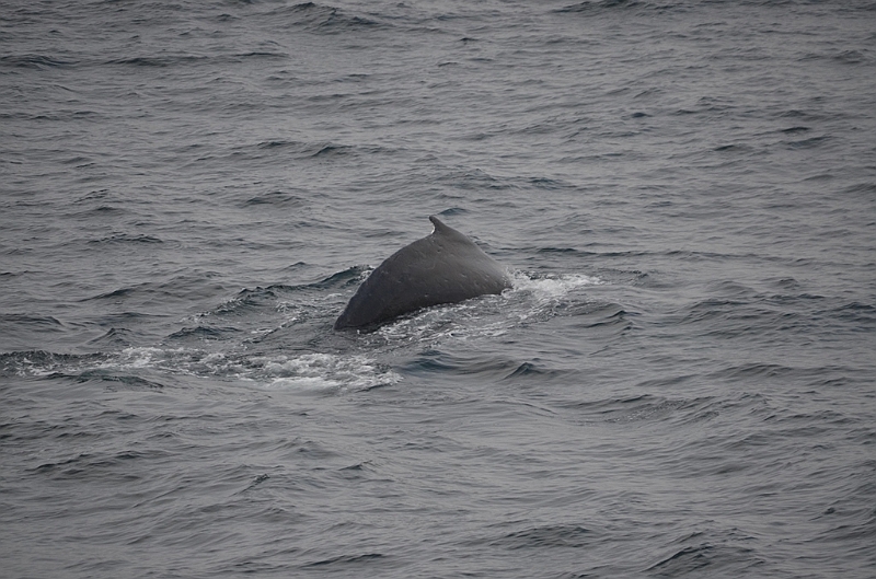 138_Arctic_Russia_Chukchi_Sea_Humpback_Whale.JPG