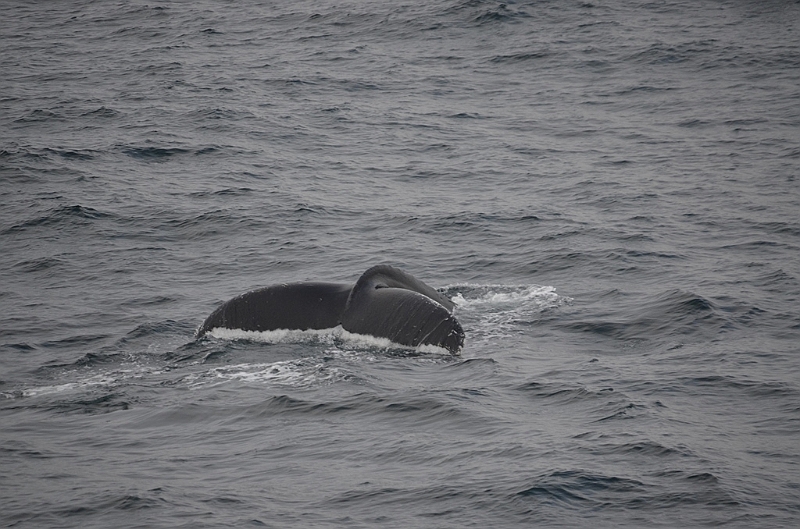 139_Arctic_Russia_Chukchi_Sea_Humpback_Whale.JPG