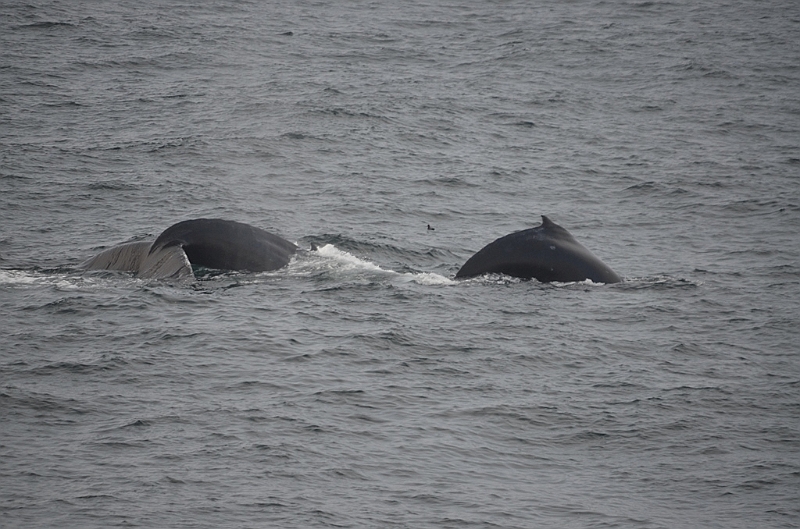 143_Arctic_Russia_Chukchi_Sea_Humpback_Whale.JPG