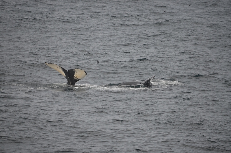 146_Arctic_Russia_Chukchi_Sea_Humpback_Whale.JPG