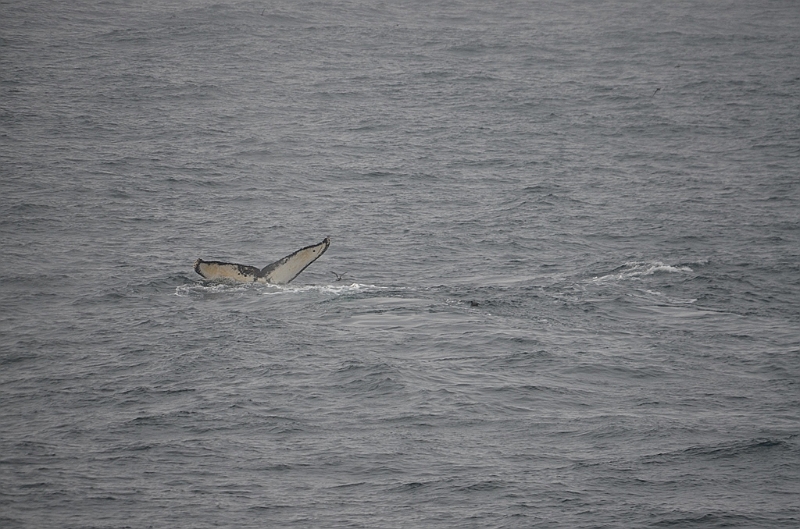 147_Arctic_Russia_Chukchi_Sea_Humpback_Whale.JPG