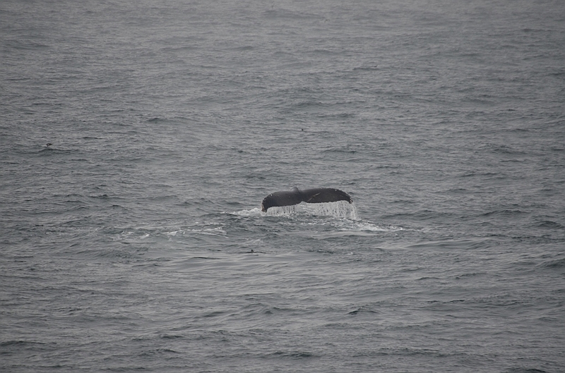 148_Arctic_Russia_Chukchi_Sea_Humpback_Whale.JPG