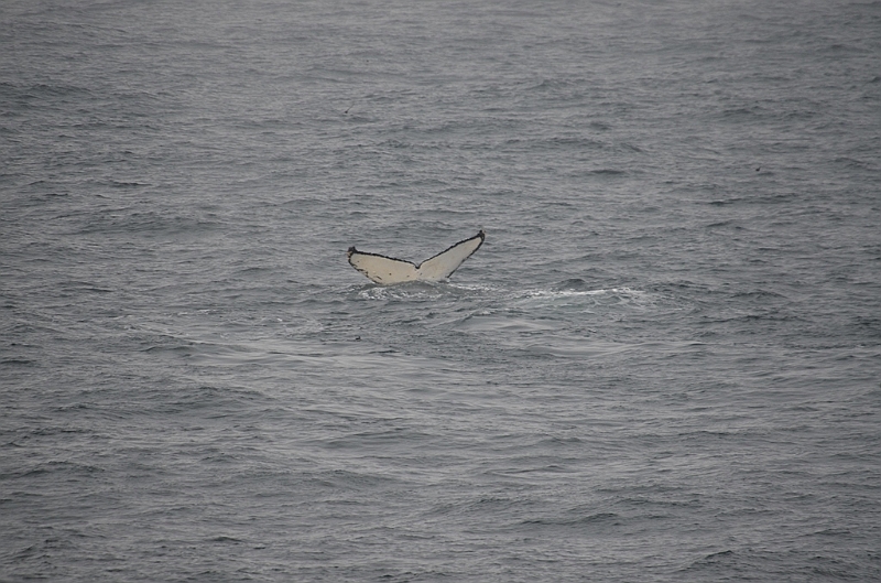 150_Arctic_Russia_Chukchi_Sea_Humpback_Whale.JPG