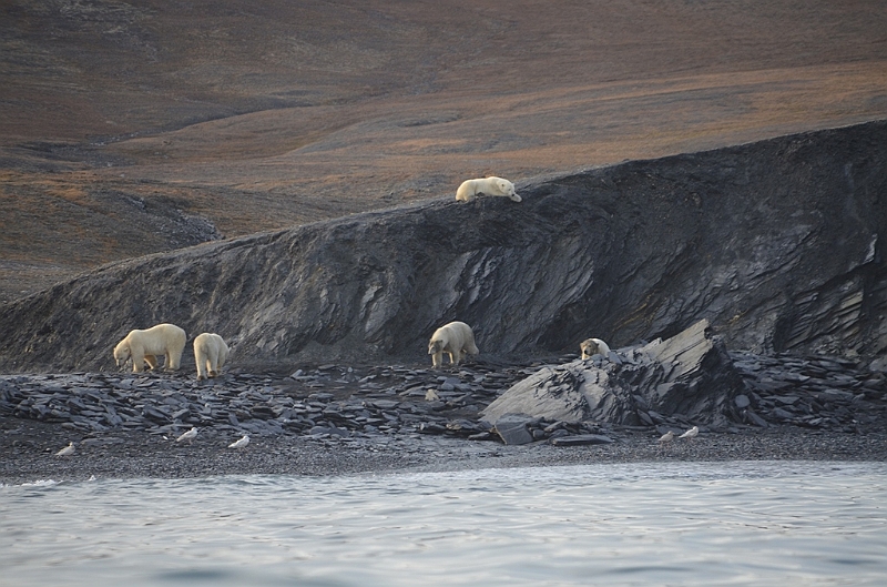 073_Russia_Wrangel_Island_Cape_Waring.JPG