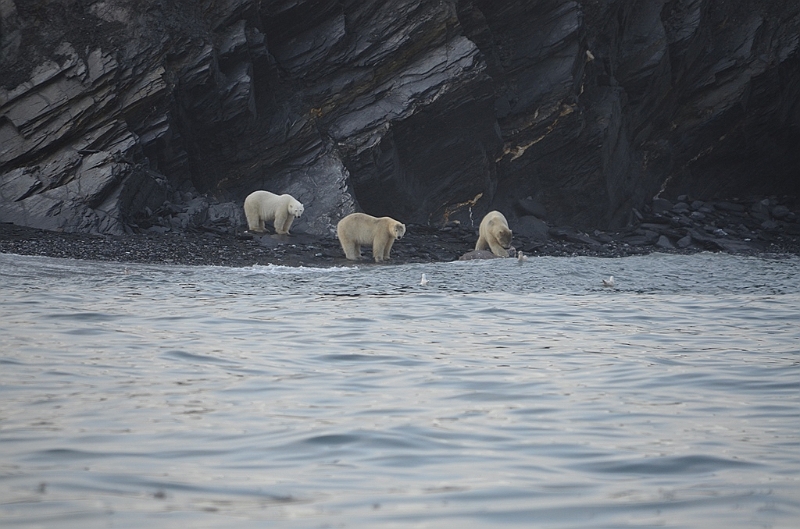 076_Russia_Wrangel_Island_Cape_Waring.JPG