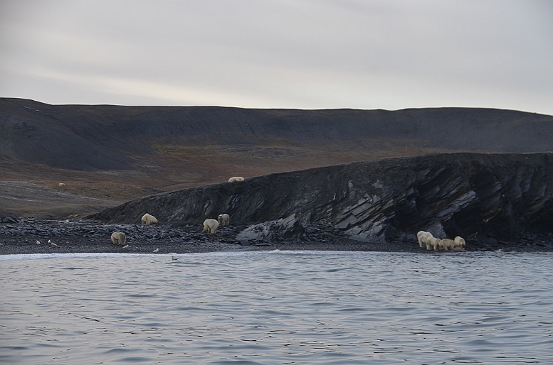 084_Russia_Wrangel_Island_Cape_Waring.JPG