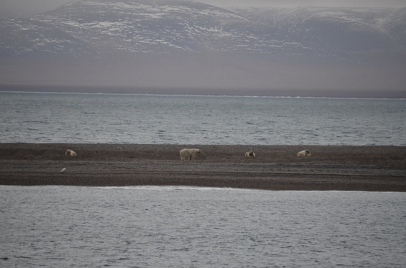 109_Russia_Wrangel_Island.JPG