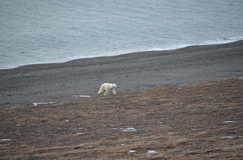 126_Russia_Wrangel_Island.JPG