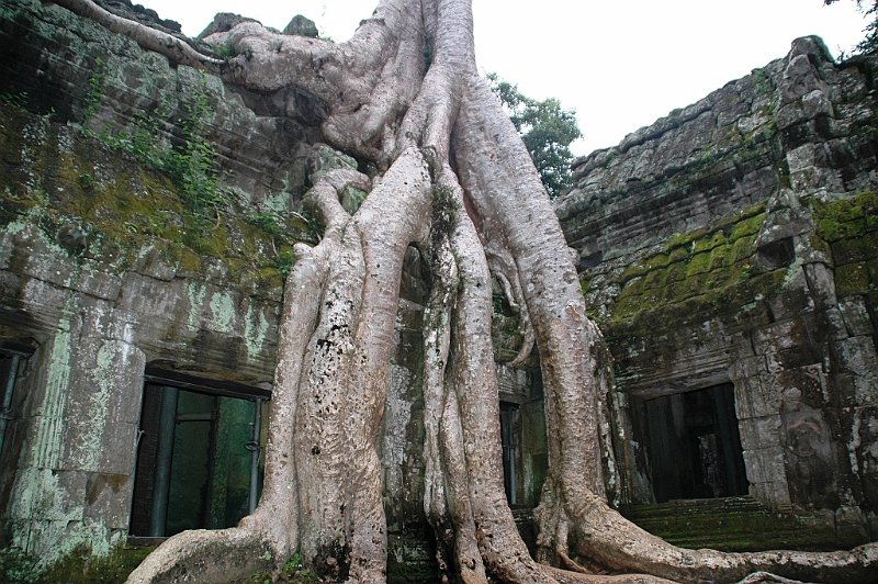 183_Cambodia_Angkor_Ta_Prohm.JPG