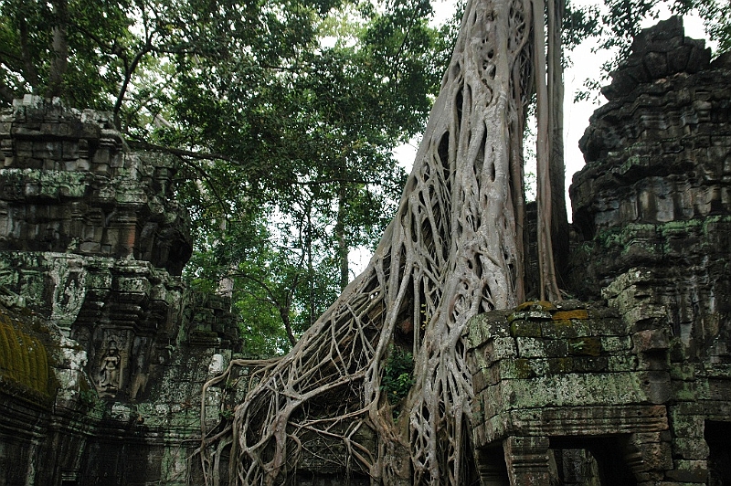 187_Cambodia_Angkor_Ta_Prohm.JPG
