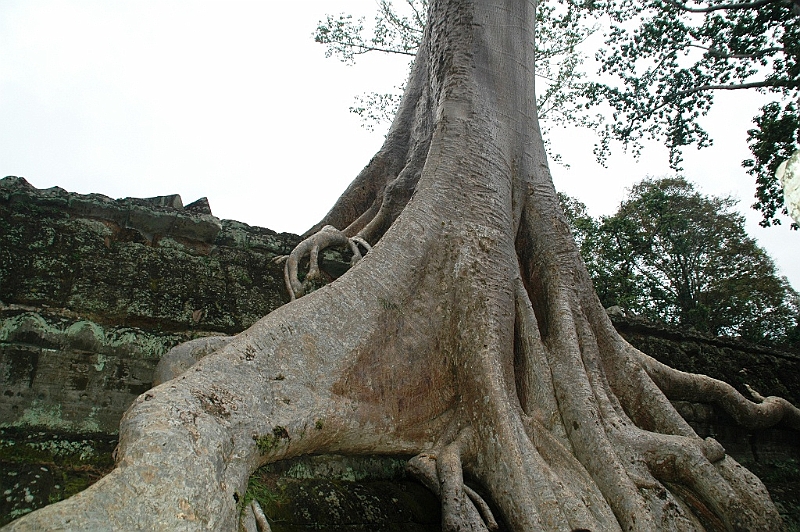 189_Cambodia_Angkor_Ta_Prohm.JPG