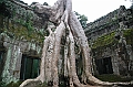 183_Cambodia_Angkor_Ta_Prohm