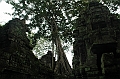 186_Cambodia_Angkor_Ta_Prohm