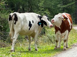 058_Austria_Zillertal_Schlegeisspeicher
