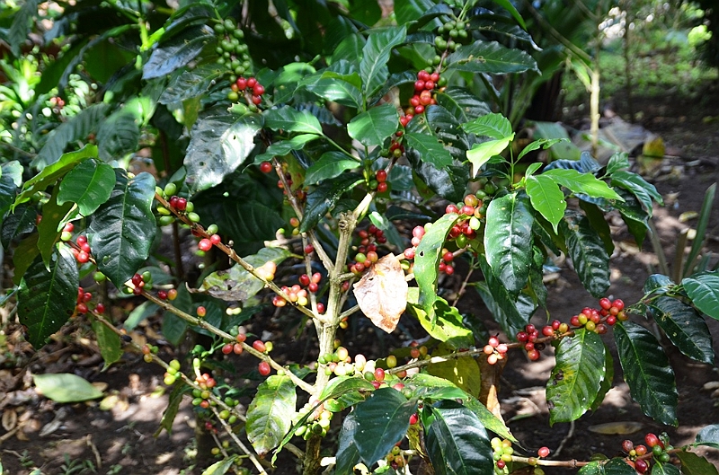 077_Bali_Coffee_Plantation.JPG