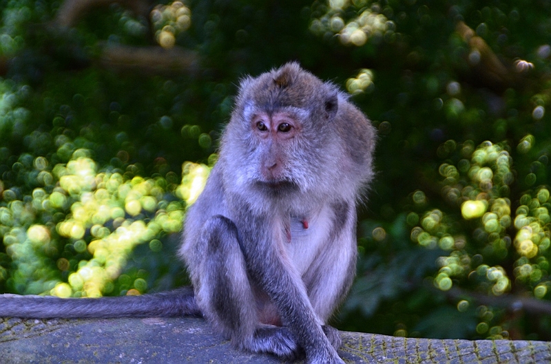 190_Bali_Ubud_Monkey_Forest.JPG
