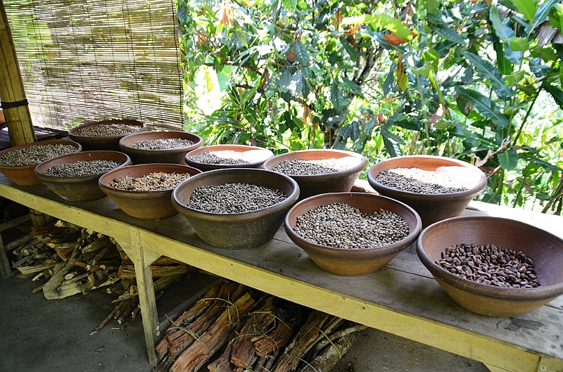 316_Bali_Coffee_Plantation.JPG