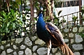 452_Kuala_Lumpur_Bird_Park