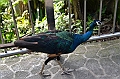 464_Kuala_Lumpur_Bird_Park