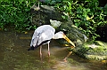 470_Kuala_Lumpur_Bird_Park