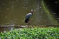 471_Kuala_Lumpur_Bird_Park