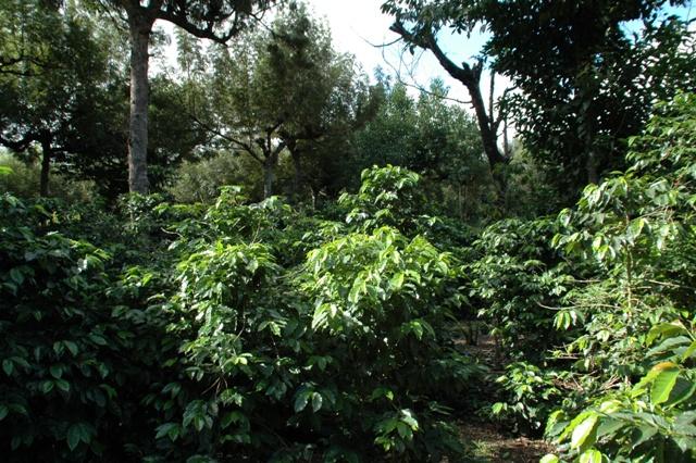 232_Guatemala_Antigua_R_Dalton_Coffee.JPG