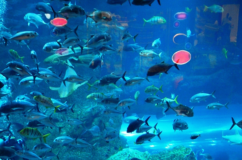 177_Dubai_Mall_Aquarium.JPG