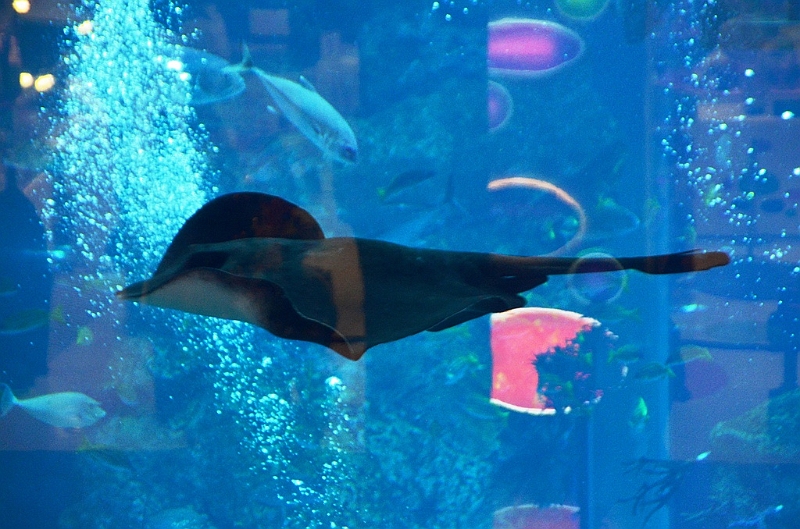180_Dubai_Mall_Aquarium.JPG