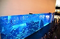 175_Dubai_Mall_Aquarium