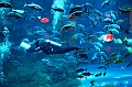 176_Dubai_Mall_Aquarium