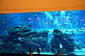 181_Dubai_Mall_Aquarium