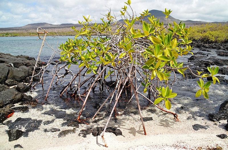 784_Ecuador_Galapagos_Island_Floreana.JPG