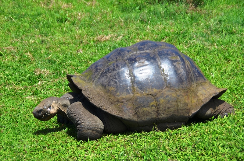 828_Ecuador_Galapagos_Santa_Cruz_El_Chato_Tortoise_Reserve.JPG