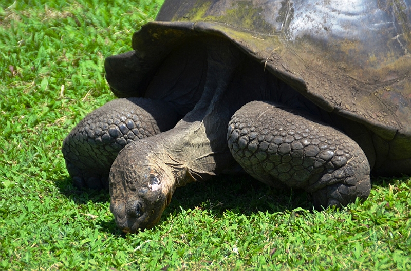 829_Ecuador_Galapagos_Santa_Cruz_El_Chato_Tortoise_Reserve.JPG