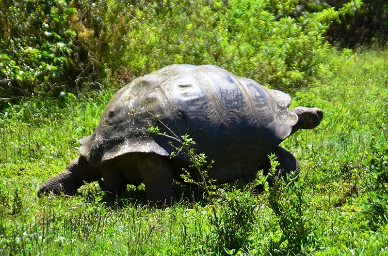 835_Ecuador_Galapagos_Santa_Cruz_El_Chato_Tortoise_Reserve.JPG