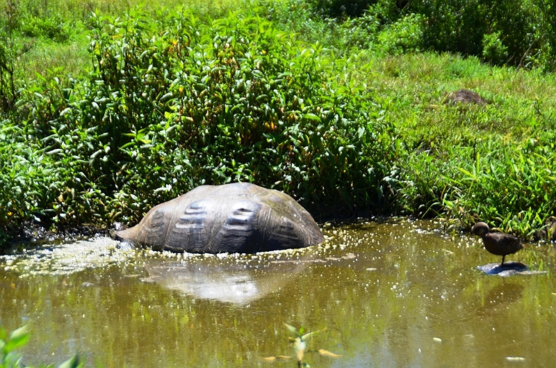 836_Ecuador_Galapagos_Santa_Cruz_El_Chato_Tortoise_Reserve.JPG