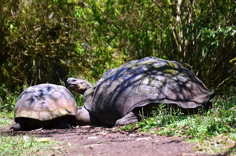 837_Ecuador_Galapagos_Santa_Cruz_El_Chato_Tortoise_Reserve.JPG