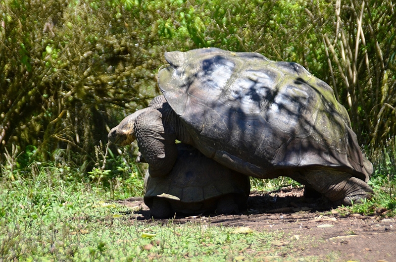 838_Ecuador_Galapagos_Santa_Cruz_El_Chato_Tortoise_Reserve.JPG