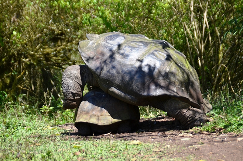 839_Ecuador_Galapagos_Santa_Cruz_El_Chato_Tortoise_Reserve.JPG