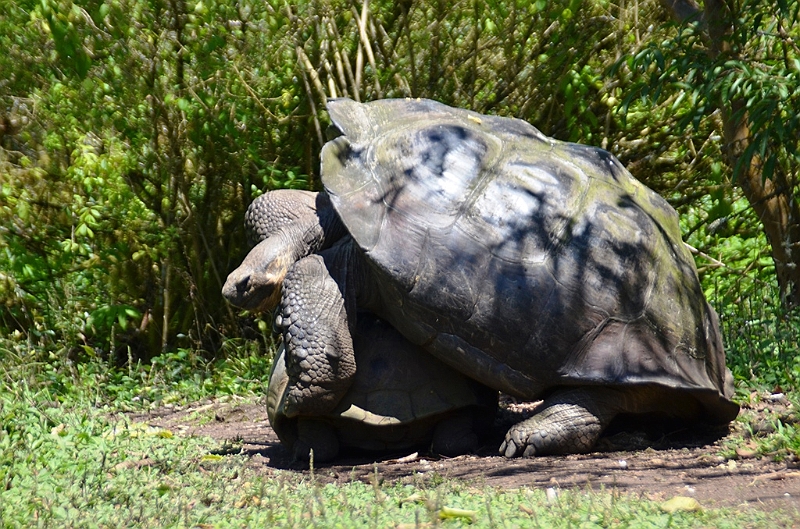 840_Ecuador_Galapagos_Santa_Cruz_El_Chato_Tortoise_Reserve.JPG