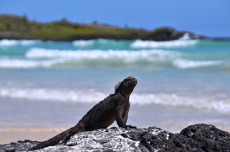 849_Ecuador_Galapagos_Santa_Cruz_Tortuga_Bay.JPG