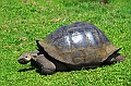 828_Ecuador_Galapagos_Santa_Cruz_El_Chato_Tortoise_Reserve